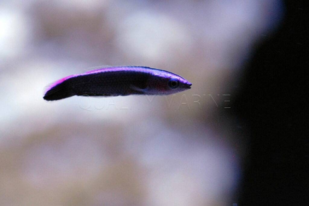 Captive-bred Hawaiian Cleaner Wrasses make their debut at Quality Marine.