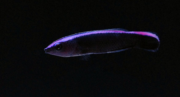 Captive-bred Hawaiian Cleaner Wrasses Arrive at Quality Marine