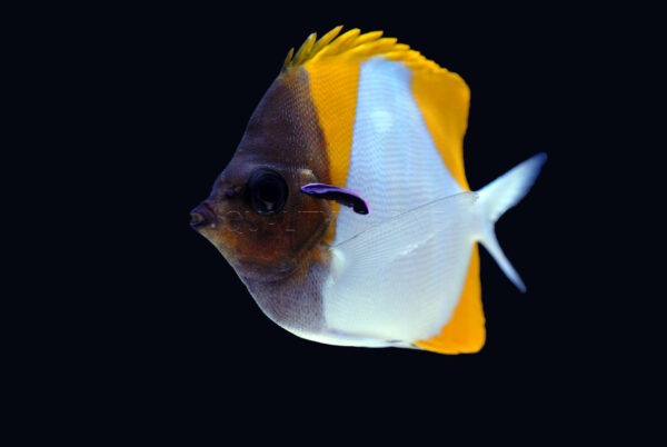 These captive-bred Hawaiian Cleaner Wrasses display their normal cleaning behavior with tankmates, here inspecting a Pyramid Butterflyfish, Hemitaurichthys polylepis