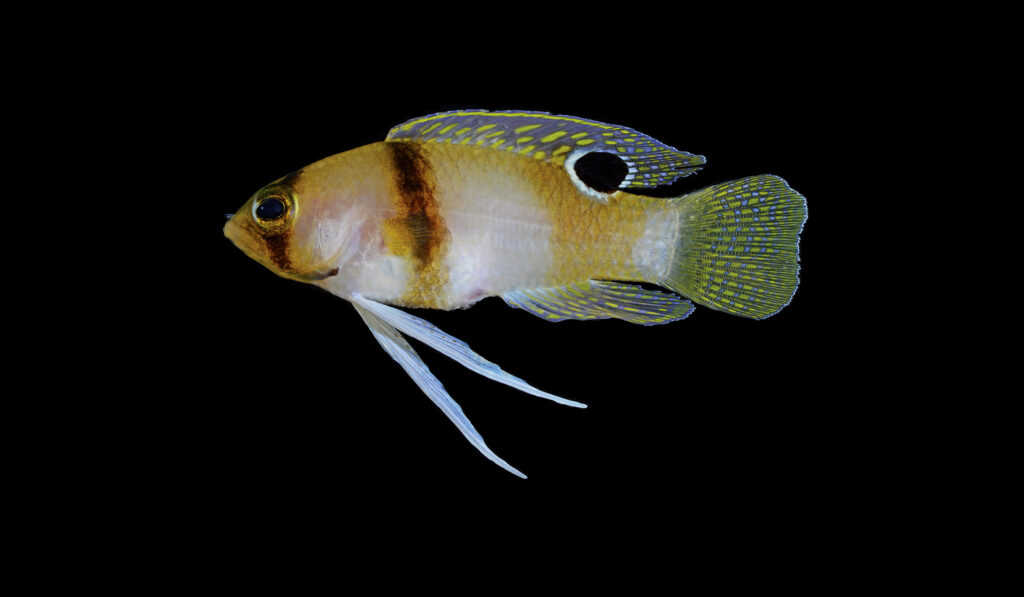 The newly-described Yellow Banded Basslet, Lipogramma haberi. Image by D. R. Robertson and C. C. Baldwin