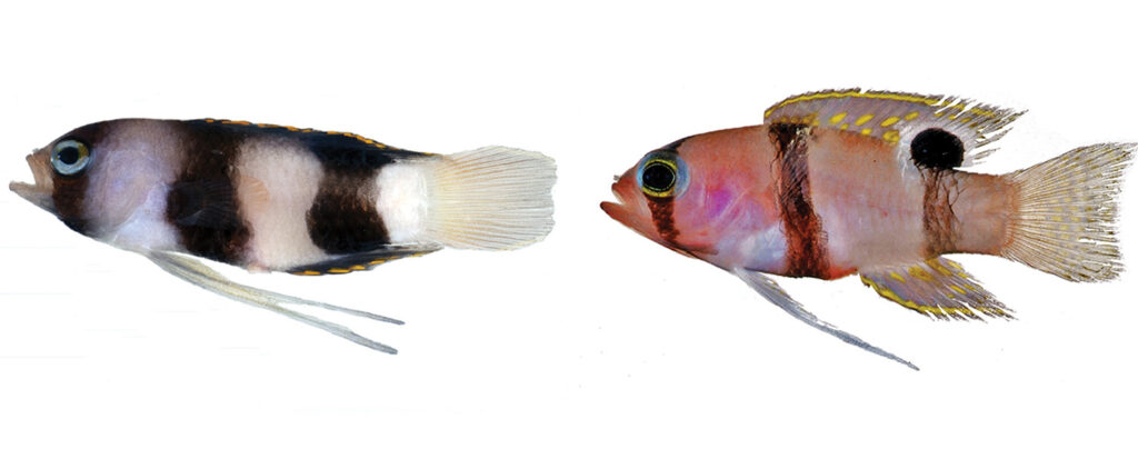 Compare the Lipogramma levinsoni holotype at left, with Lipogramma evides, shown at right. It is easy to see the difference in band width and shape between these two species. Both photos by D. R. Robertson and C. C. Baldwin. 
