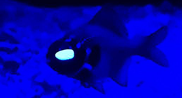DWA Eyeing The Prize of Captive-bred Flashlight Fish!