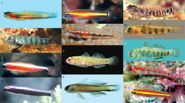 Identifying Eviota Gobies just got a whole lot easier! How many of these can you ID? Post your guesses in the comments! Image credits (and species IDs) at the end (so if you're playing, no peeking). CC-BY-4.0