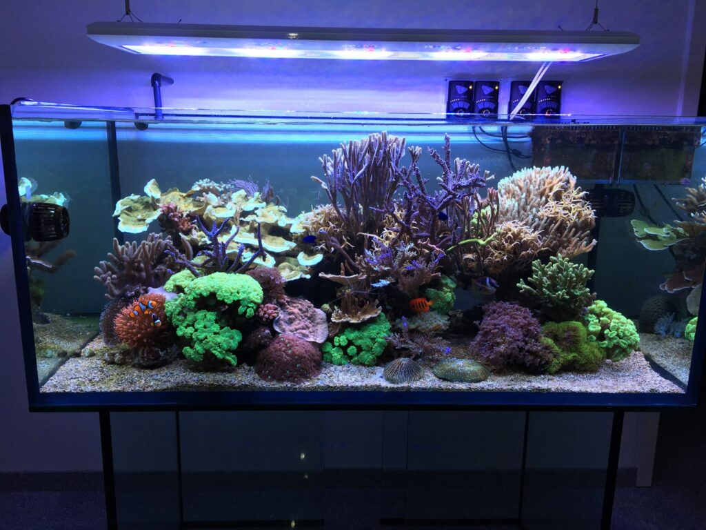 After only 2.5 years, Daniel Knop's reef aquarium has burgeoned into a spectacle of mature coral colonies. Image by Daniel Knop.