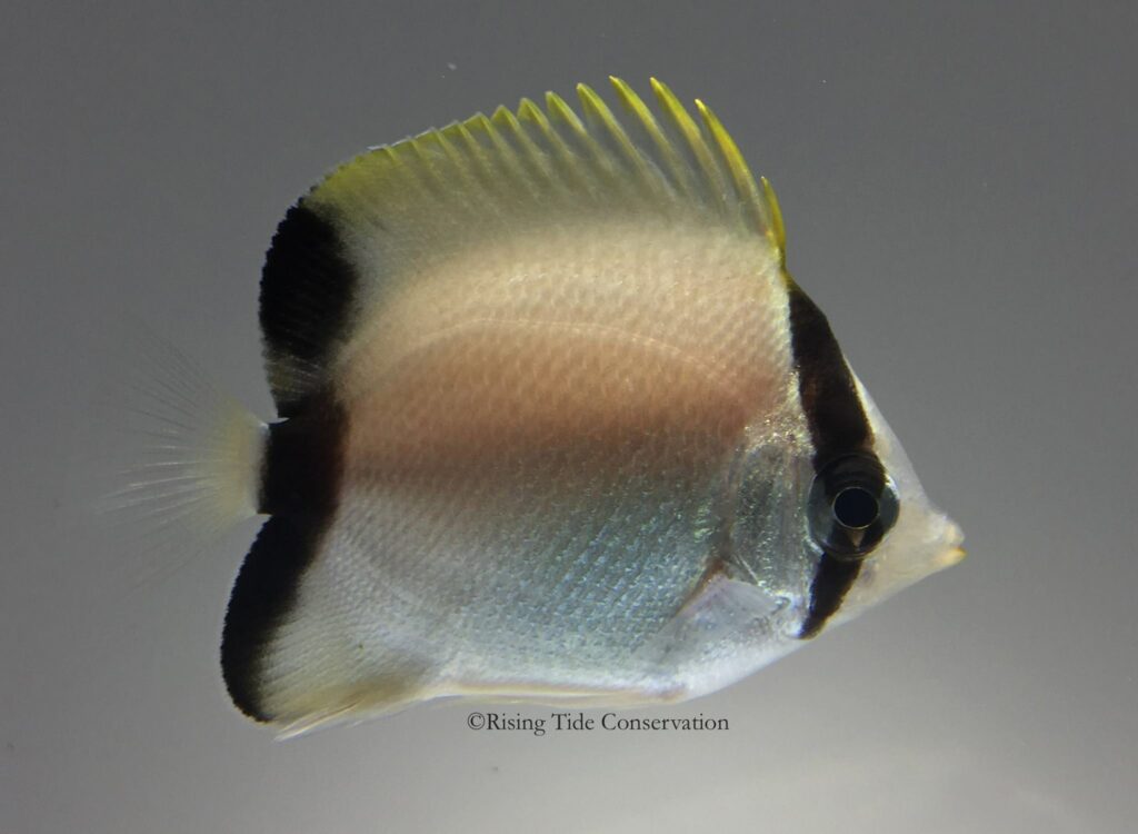 Juvenile Reef Butterflyfish (Chaetodon sedentarius) at 108 days post hatch.