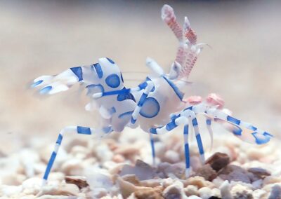 Aquacultured Harlequin Shrimp at Quality Marine.