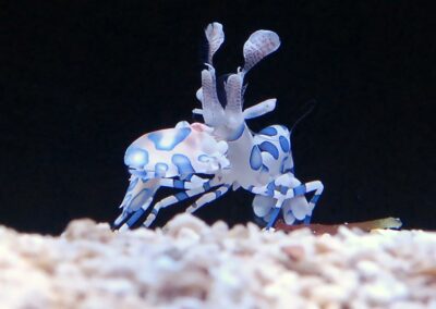 Aquacultured Harlequin Shrimp at Quality Marine.