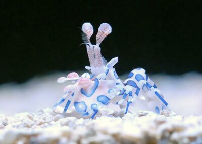 Aquacultured Harlequin Shrimp at Quality Marine.