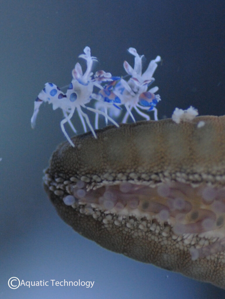 Juvenile Harlequin Shrimp resting on the leg of a starfish; image courtesy Aquatic Technology of Ohio
