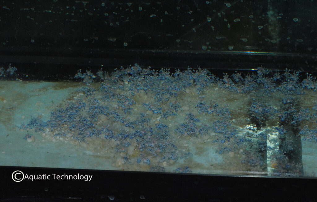 A vast army of juvenile Harlequin Shrimp feed on a proprietary food blend at Aquatic Technology of Ohio.