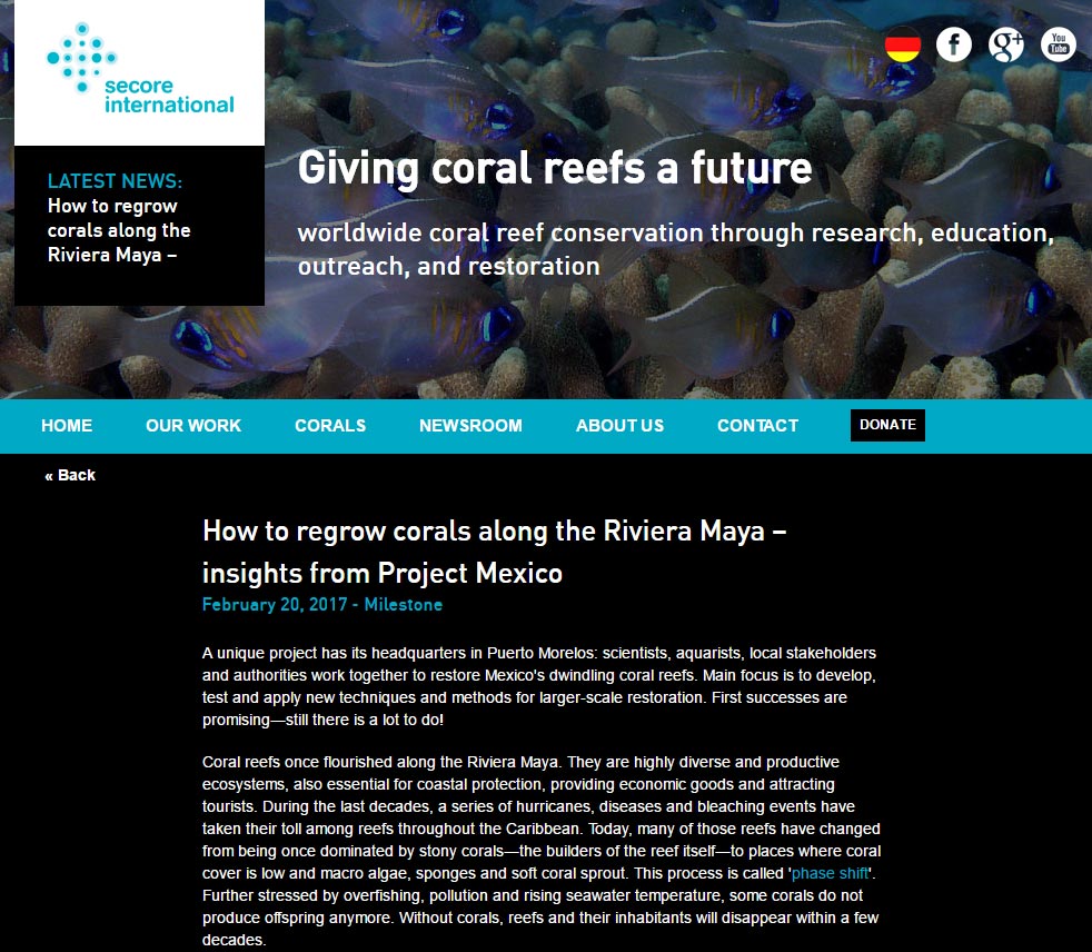 Click to learn more about SECORE's efforts to restore Mexico's coral reefs in this in-depth online report.
