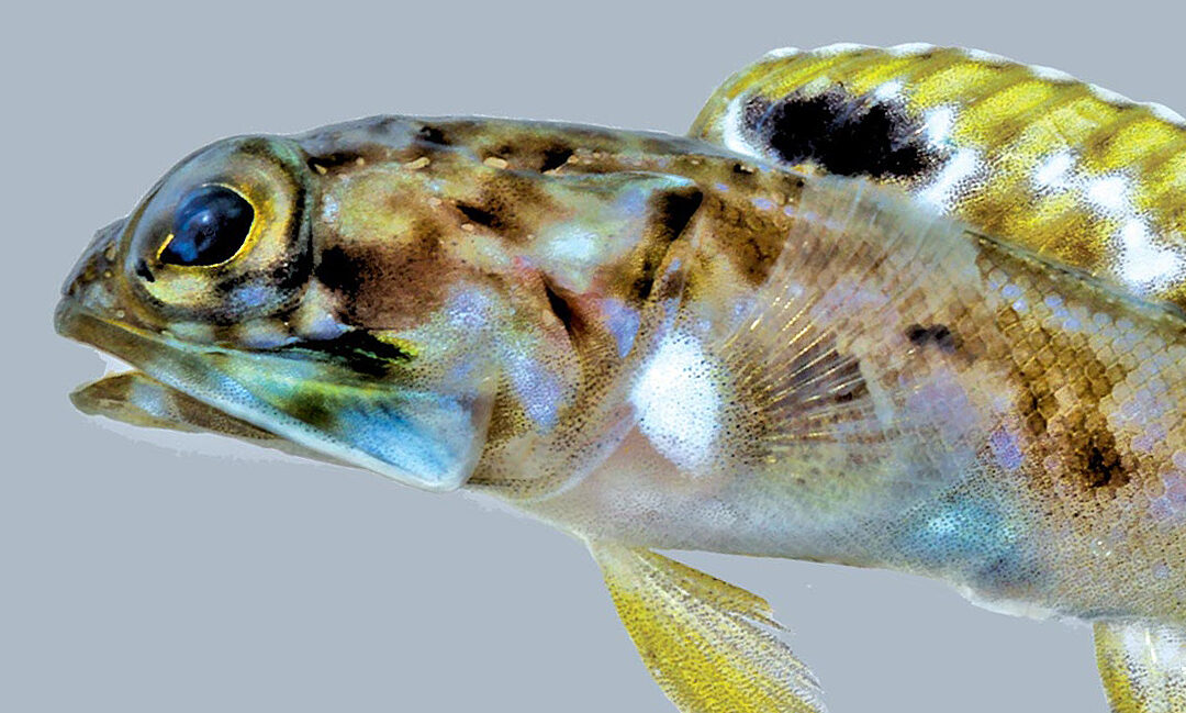 Two New Caribbean Jawfish Species Described