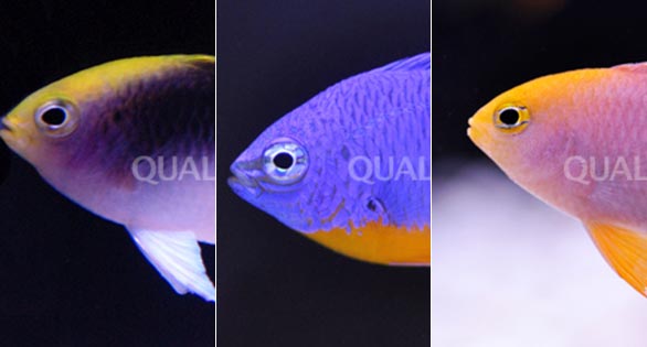 Quality Marine Receives Three New Aquacultured Chrysiptera Damsels