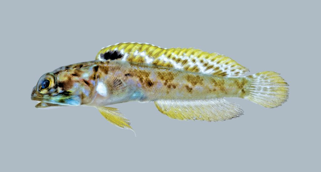 Opistognathus schrieri is the one of the latest additions to the Caribbean jawfishes.