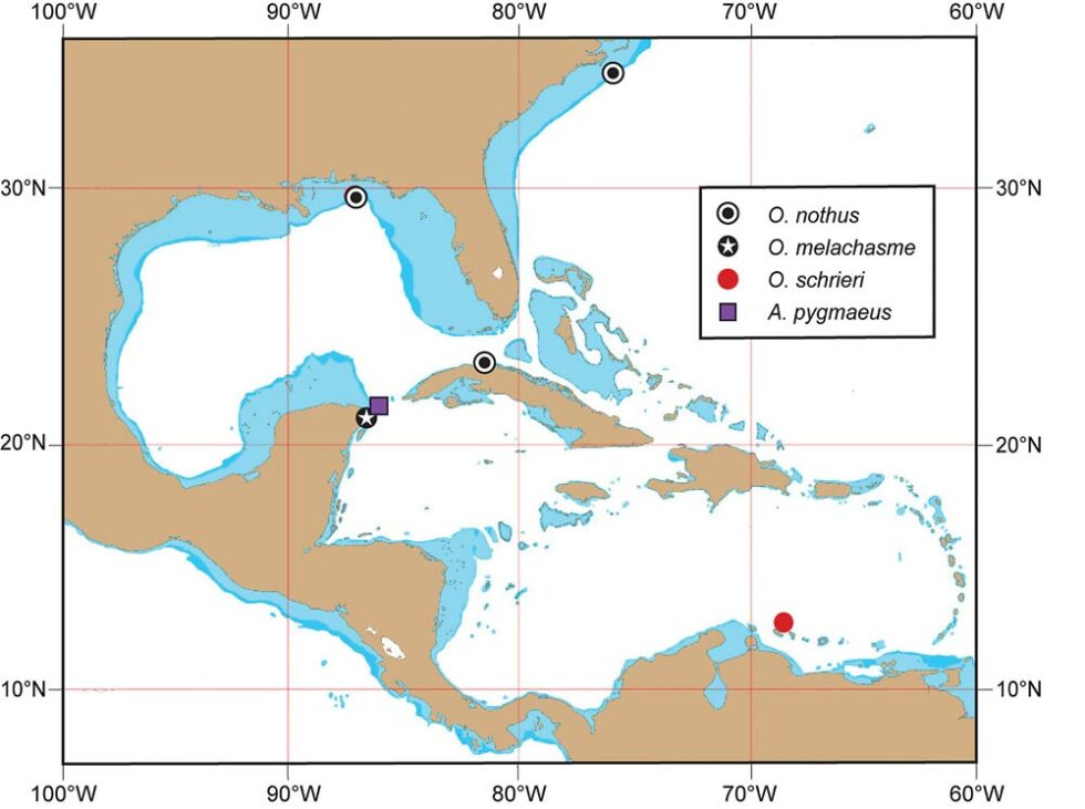 Two New Caribbean Jawfish Species Described - CORAL Magazine