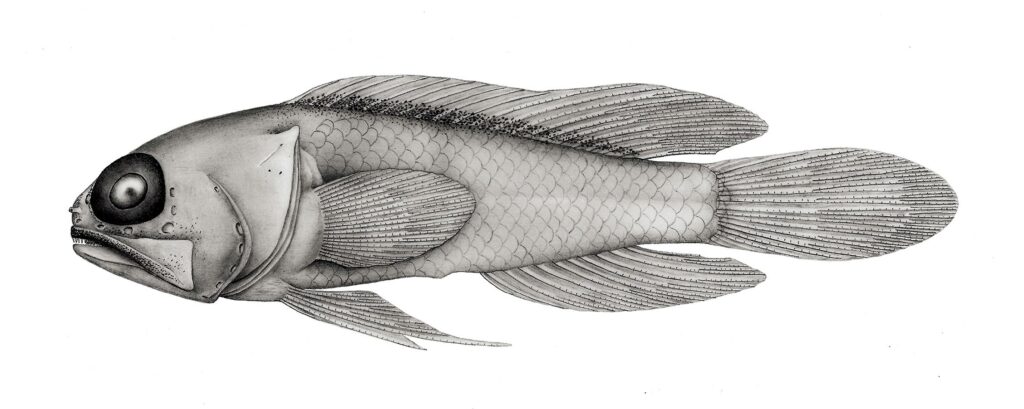 Anoptoplacus pygmaeus, holotype, ANSP 138391, presumed female, 22.5 mm SL, off Yucatán, Mexico (drawing by J.R. Schroeder)
