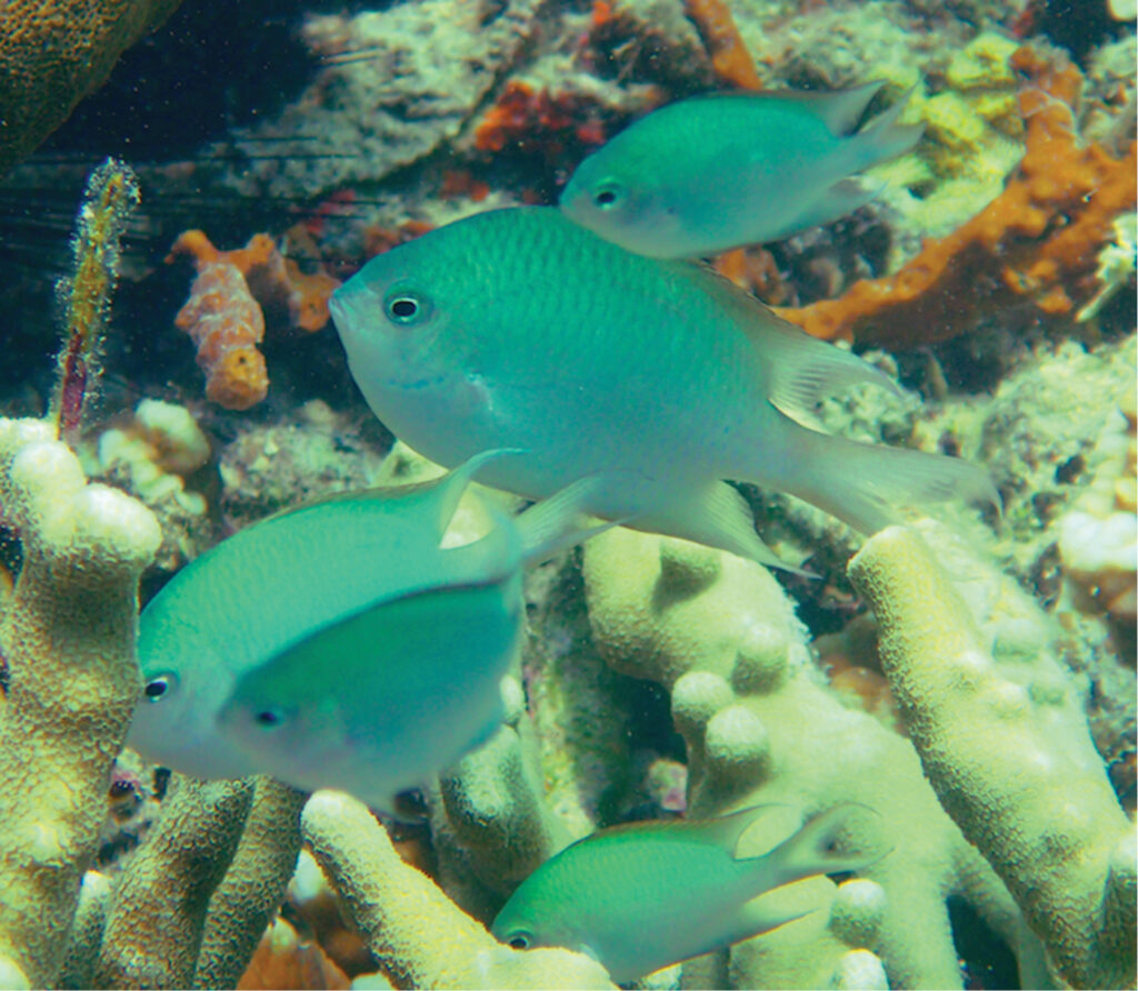 To some it's just another blue green damselfish, but to others, Alelia’s Damselfish is an exciting new marine fish species worthy of some attention from marine fish breeders. Image: Bernadi et al.