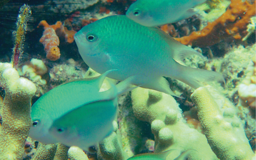 Exciting New Brooding Damselfish Species Described