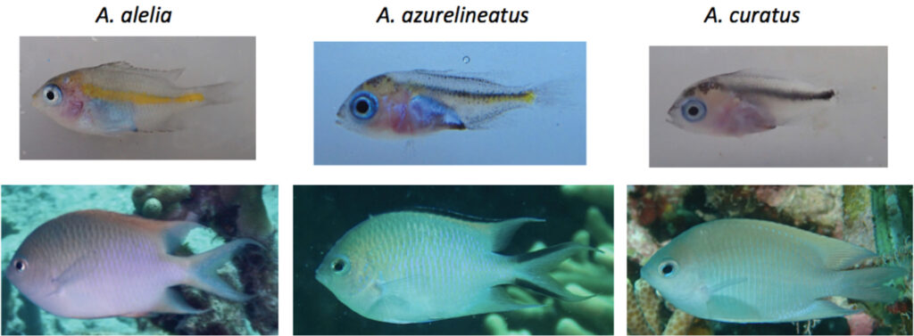 All three species of Altrichthys are attractive as adults, suggesting some promise as aquaculture candidates. Image: Bernardi et al.