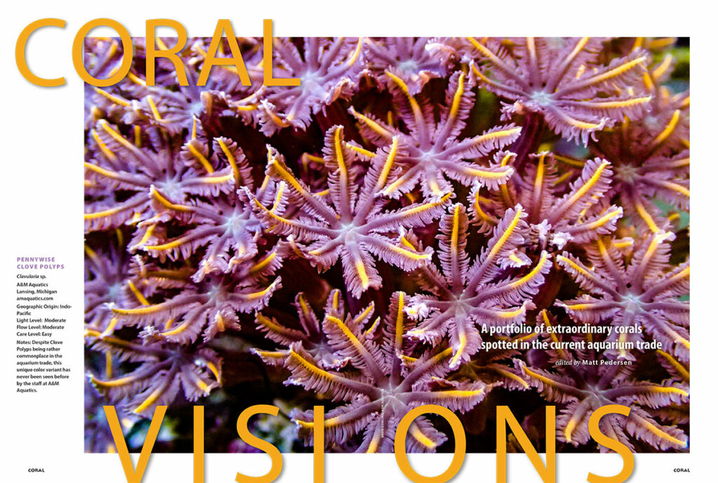 The July/August 2017 edition of CORAL Magazine's CORAL VISIONS opens with a stunning example of a Clavularia sp. dubbed the "Pennywise Clove Polyp," brought to us by A&M Aquatics.