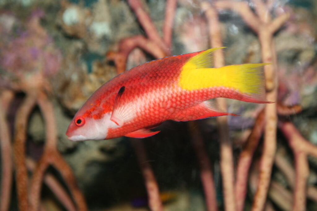 An example of an adult Cuban or Spotfin Hogfish, Bodianus pulchellus. Image by Flickr user Cliff; CC BY 2.0