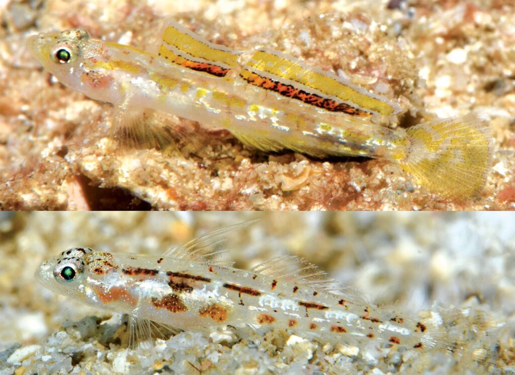 Grallenia dimorpha, the male above and female below, both approximately 15 mm standard length. Image credit: Gerald R. Allen