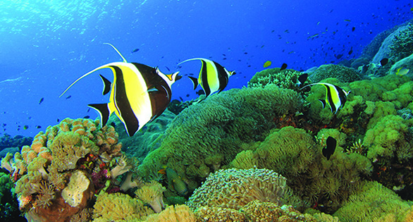 World Heritage Reefs on the Brink