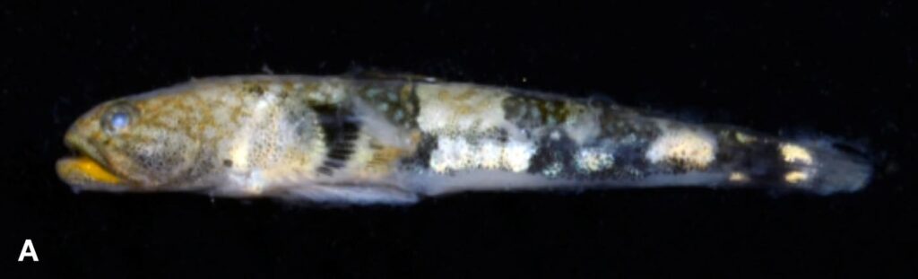 The male Schismatogobius bussoni, showing off a yellow lower jaw. Image credit: Nicolas Hubert