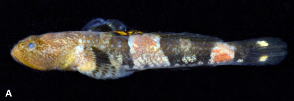 A male Schismatogobius risdawatiae, with a beautiful yellow dorsal fin and red markings on the flanks. Image credit: Nicolas Hubert