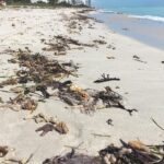 More images from Miami Beach in the aftermath of Hurricane Irma, with gorgonians and seagrasses littering the beaches.