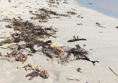 More images from Miami Beach in the aftermath of Hurricane Irma, with gorgonians and seagrasses littering the beaches.