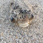 A pufferfish found stranded on 9/11/17.