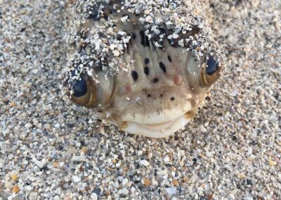 A pufferfish found stranded on 9/11/17.