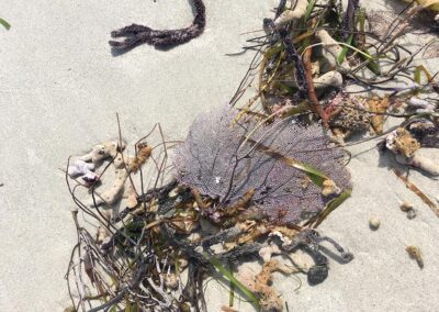 A perfectly intact sea fan, Gorgonia ventalina, ripped from the substrate and placed on Miami Beach.