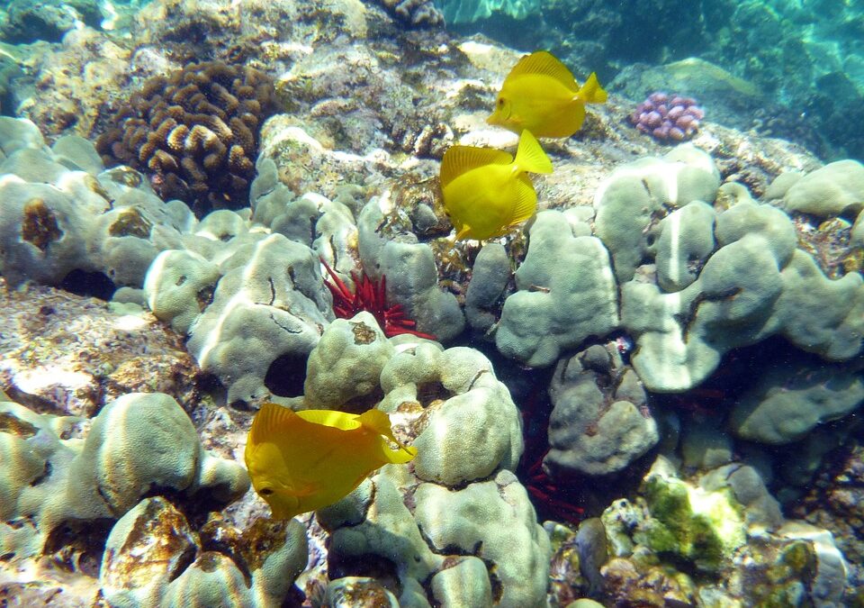 Hawaii Supreme Court Ruling Halts Aquarium Fishery