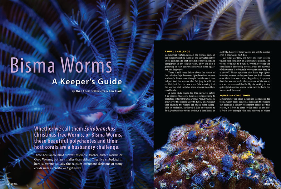 CORAL Magazine New Issue “SYMBIOSIS” Inside Look