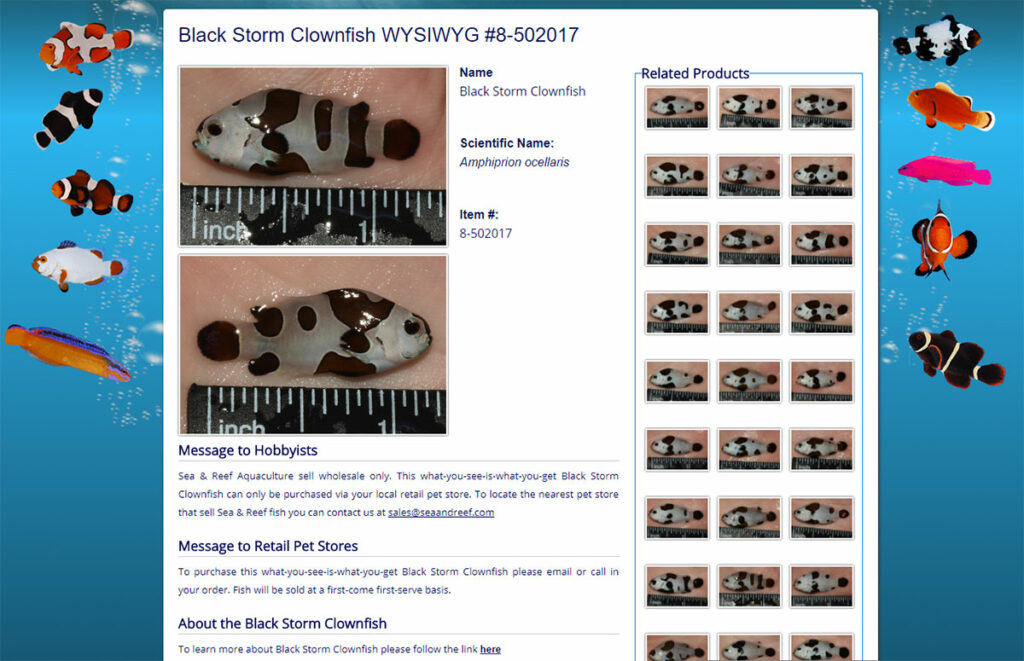 A detailed WYSIWYG listing for a Black Storm Clownfish on the Sea & Reef Aquaculture website.