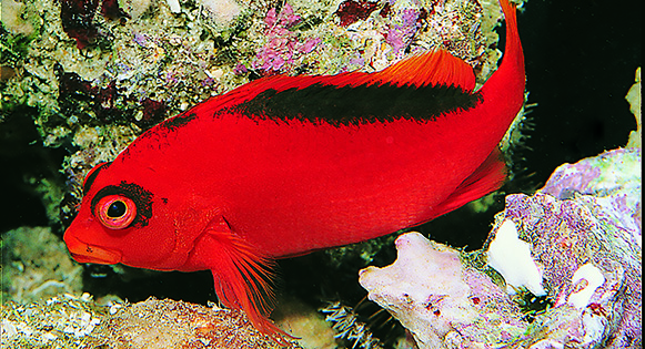 Best Marine Fishes Project: Take the Survey!