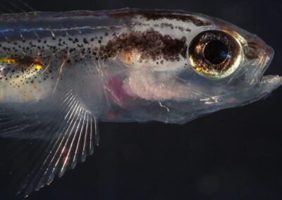 At settlement, E. lori have well developed sensory system including the eyes, nose, and ears. These senses may also help pre-settlement larvae find their way back to the reef after developing in the upper water column.