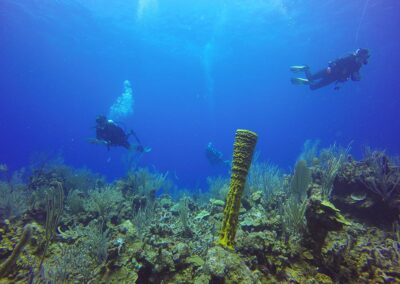 The research team from Boston University, lead by Principle Investigator Dr. Peter Buston (left), surveys yellow tube sponges for breeding pairs of E. lori.