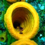 A breeding pair of E. lori within a yellow tube sponge Aplysina fistularis. The larger male (mid-ground) protects a clutch of eggs at the base of the tube sponge (background) while also courting an arriving female (foreground).