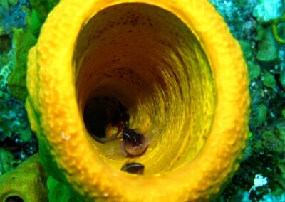 A breeding pair of E. lori within a yellow tube sponge Aplysina fistularis. The larger male (mid-ground) protects a clutch of eggs at the base of the tube sponge (background) while also courting an arriving female (foreground).