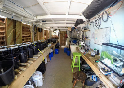 The larval rearing lab constructed by Dr. Majoris and his colleagues at the International Zoological Expeditions field station on South Water Caye, Belize. The small replicate rearing bins that were used in this study can be seen on the front left.