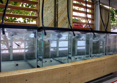 Breeding pairs of E. lori collected from the reef are being acclimated to aquaria in the lab.