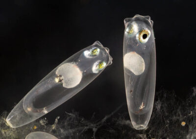 E. lori embryos 6 days after fertilization. The silver-gold color of their eyes indicates that they are almost ready to hatch.