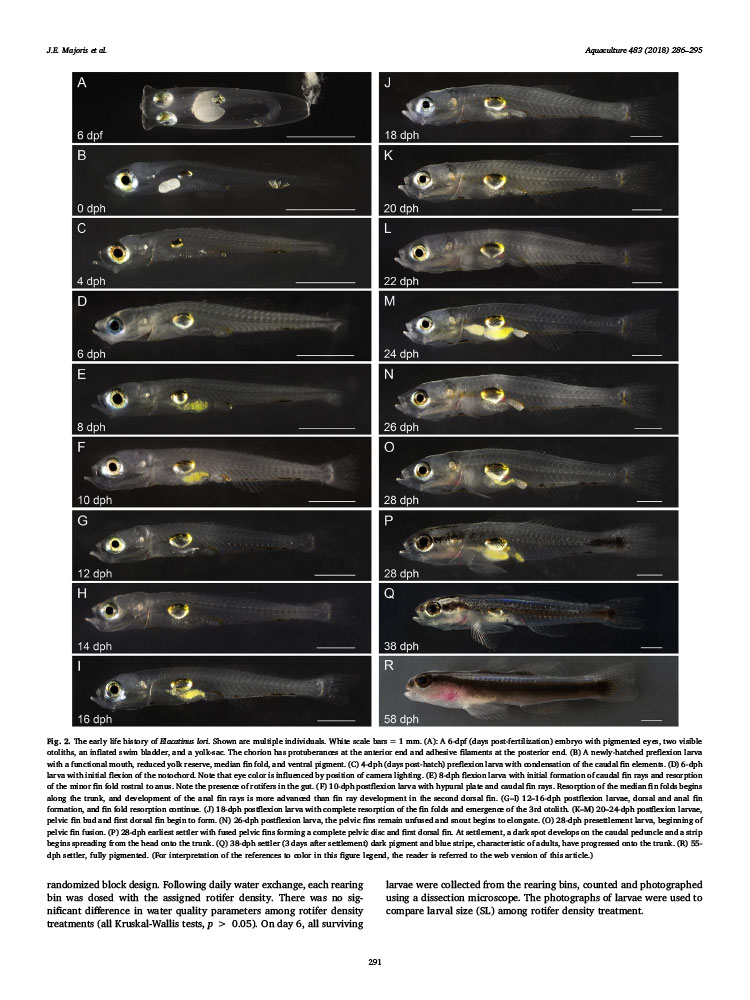 Click here to download a PDF of the freely-accessible paper, "Reproduction, early development, and larval rearing strategies for two sponge-dwelling neon gobies, Elacatinus lori and E. colini"