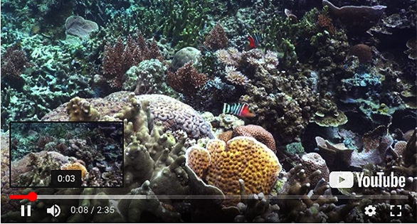 VIDEO: Escape to Underwater Palau for 2:35