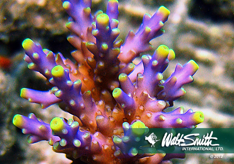 Farmed Acropora cerealis, one of many corals that Walt Smith International has been unable to export for over two months in the wake of a surprise ban on the coral and live rock trade in Fiji. Image Credit: Walt Smith International