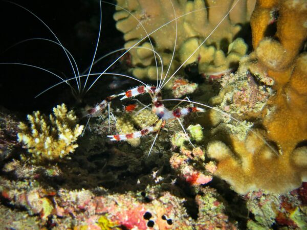 The Coral Banded or Boxing Shrimp, Stenopus hispidus, photographed here in the Maldives by Julien Bidet. CC BY-SA 4.0