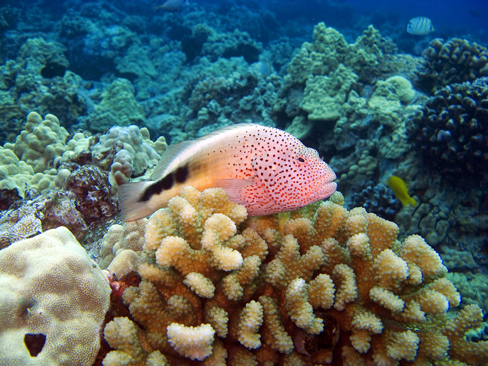 A Foster's or Black-sided Hawkfish, Paracirrhites forsteri, surveys a Hawaiian coral reef.